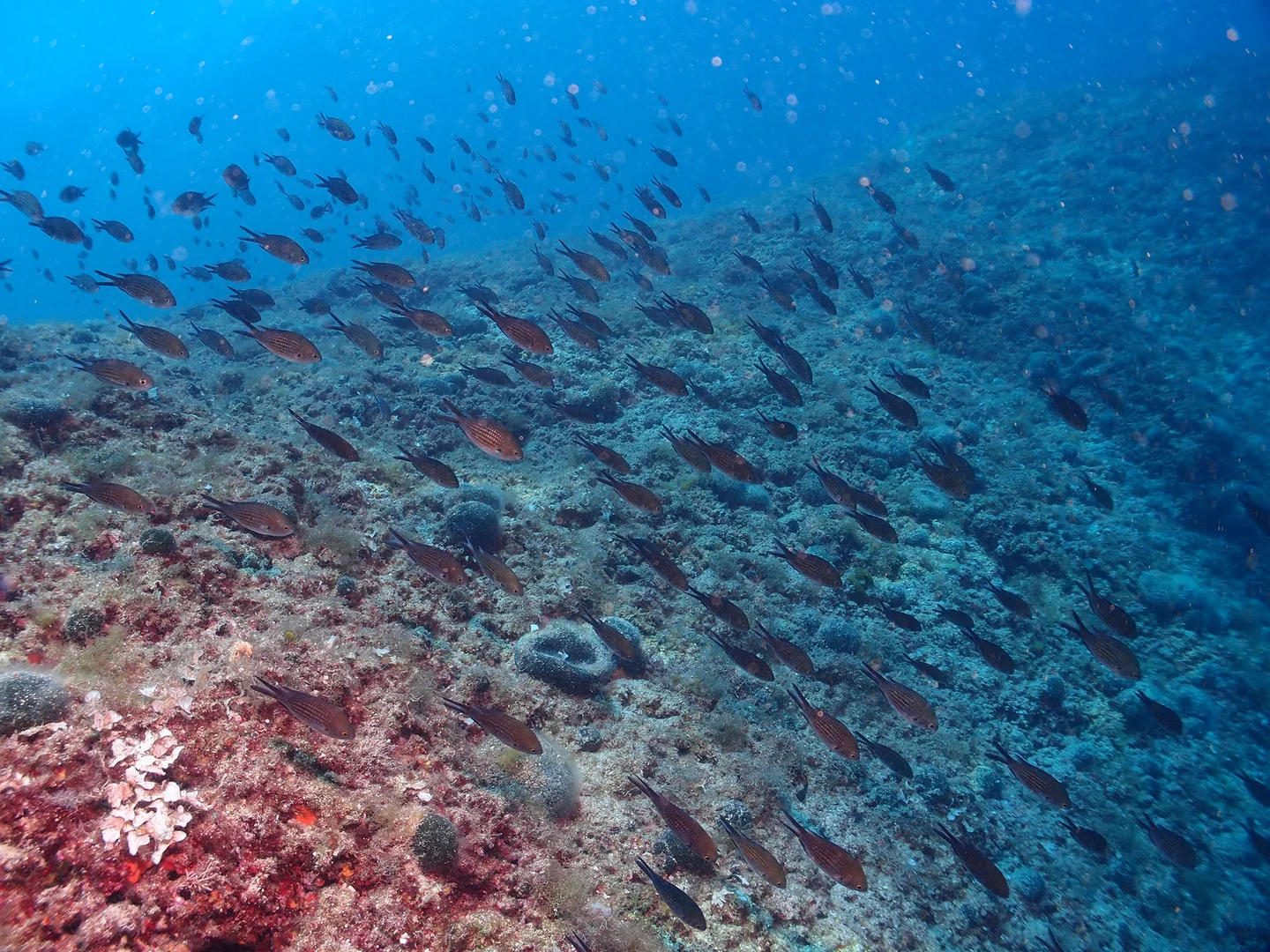 Stari Bay — dive site