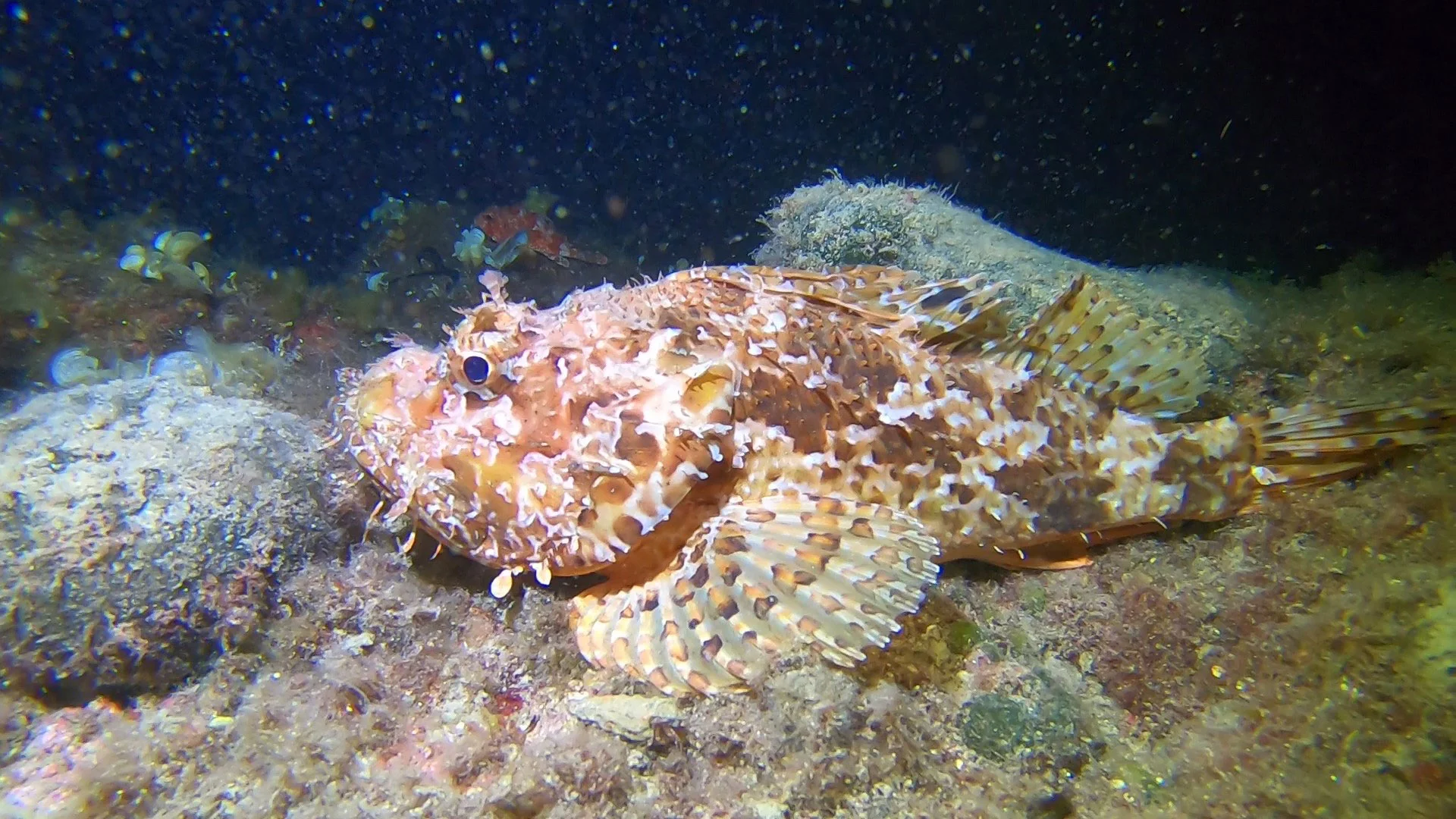 O nama — Diving Center Venus